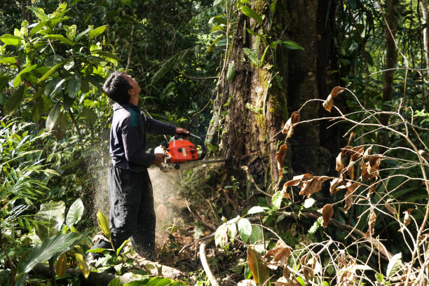 Why Choose Our Tree Removal Services in Jennings Lodge, OR?