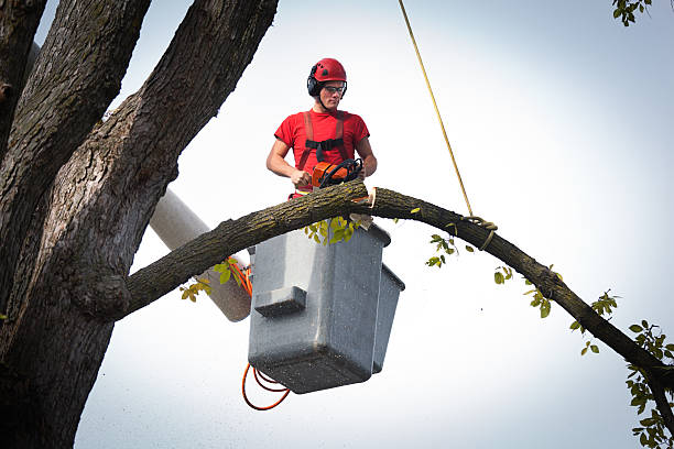 Best Hazardous Tree Removal  in Jennings Lodge, OR