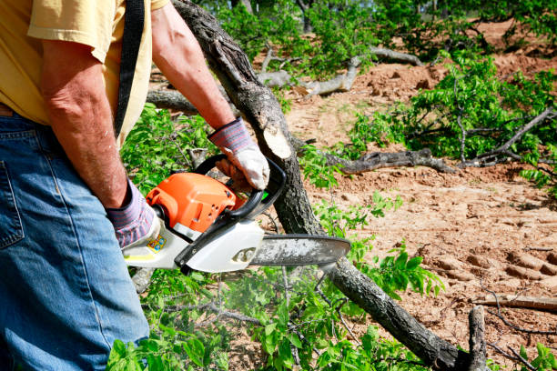 Best Tree Mulching  in Jennings Lodge, OR